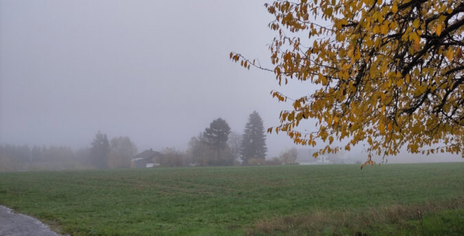 Landschaft im Nebel mit herbstlich belaubtem Baum